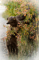 Brown Bear Portrait-