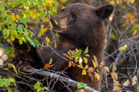 Black Bear LR-
