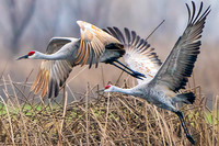 Birds