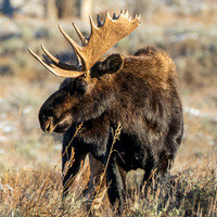 Moose Coaster
