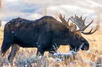 Frosty Moose (print) (1 of 1)