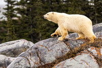 Polar Bear on the rocks (1 of 1)
