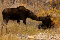 Moose kisses