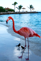 Beach Flamingo