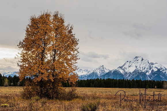 Autumn at Pilgrim Creek (1 of 1)