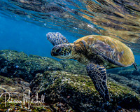 Sea Turtle