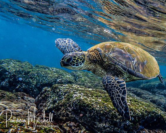 Sea Turtle