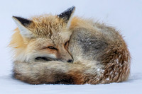 Teton Fox (1 of 3)