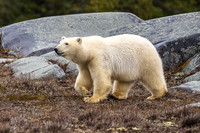 Polar Bear Churchill 2023 (1 of 1)