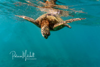 Sea Turtle dive (1 of 1)