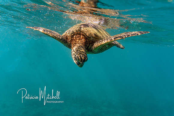 Sea Turtle dive (1 of 1)