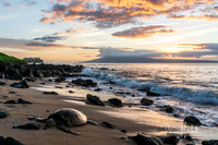 Sunset Turtle 2 (1 of 1)