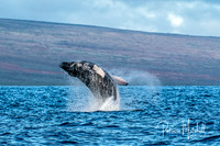 Humpback Breach (1 of 2)