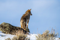 Coyote on Rock