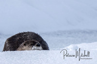 River Otter (1 of 2)