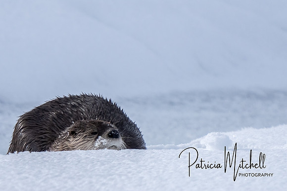 River Otter (1 of 2)