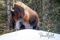 Bison Breath