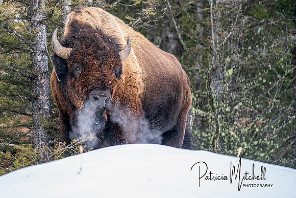 Bison Breath