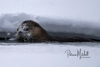 River Otter 1-16-2020 (1 of 2)