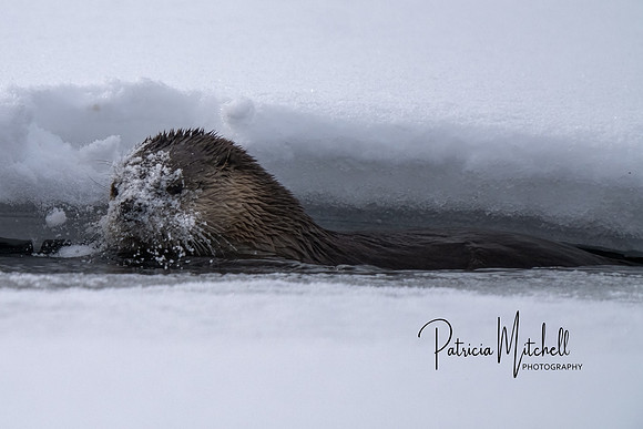 River Otter 1-16-2020 (1 of 2)