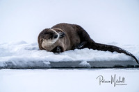 River Otter 1-16-2020 (2 of 2)
