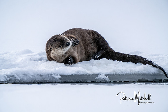 River Otter 1-16-2020 (2 of 2)