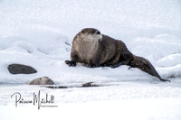 River Otter 2