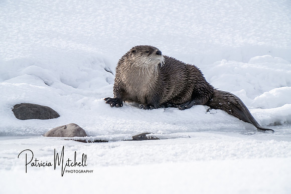 River Otter 2