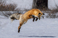 Mousing Fox (1 of 1)