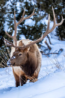 Bull Elk