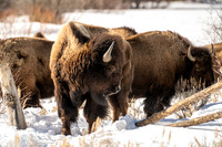 Bison Family