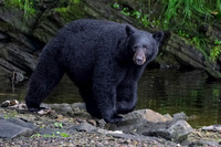 Black Bears