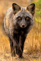 Cross Fox To Print (1 of 1)