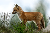 Kit Fox Prancing 1 (1 of 1)