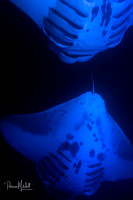 Manta Dance (1 of 1)