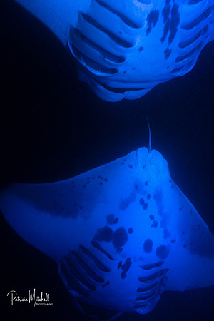 Manta Dance (1 of 1)