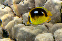 4 Spot Butterfly Fish