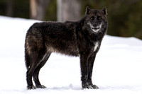 Wapiti Lake Pack young female II