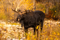Autumn Moose Full Boy