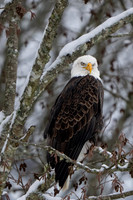 6 Eagle & Raptors