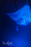 Manta Ray (1 of 1)