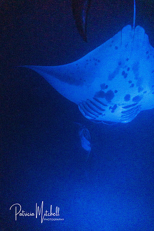 Manta Ray (1 of 1)