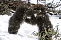 Cub Wrestling
