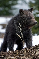Felicia Cub 05-2021