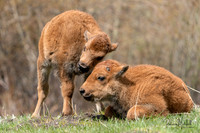 Red Dogs II