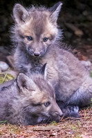 Baby Kits