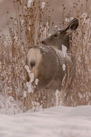Mule deer
