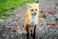 Glacier Fox IV
