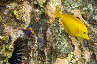 Yellow Tang & male Boxfish-1
