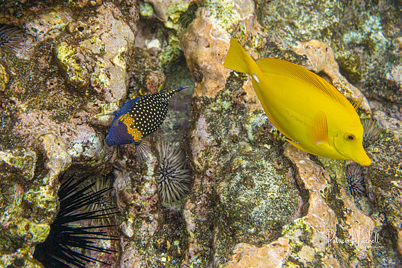 Yellow Tang & male Boxfish-1